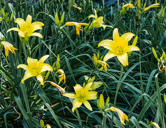 Daffodils