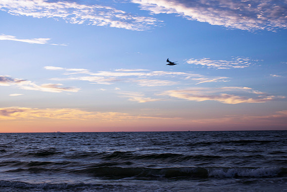 Sunrise with Sea Gull, Sanibel Island, FL