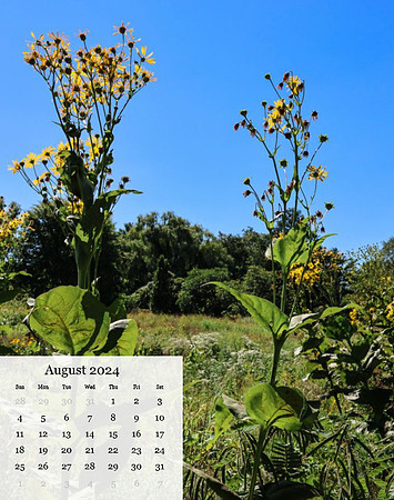 August