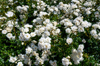 White Roses