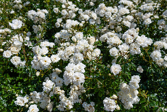 White Roses