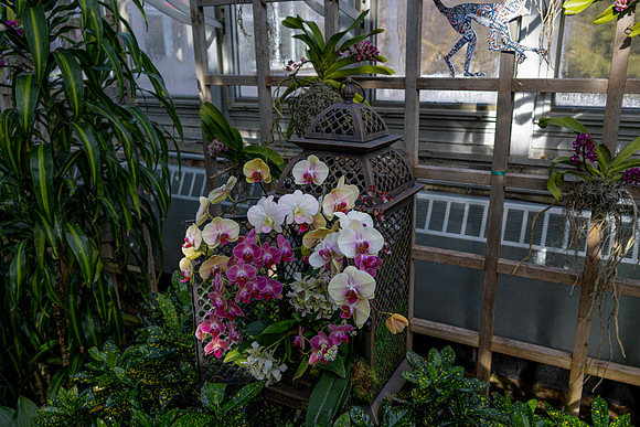 Orchids with Latern