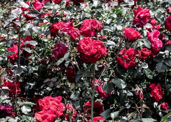 Red Roses 2