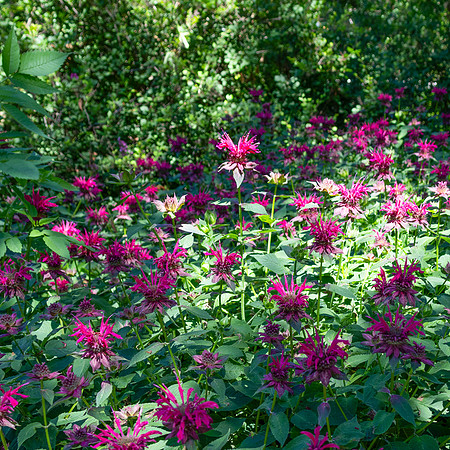 Purple Flowers 3
