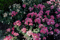 Fuschia Flowers