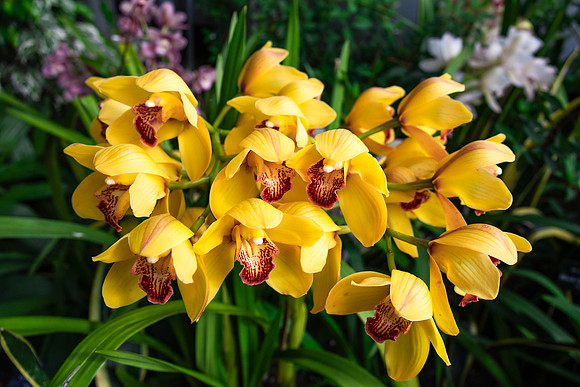 Yellow Orchids
