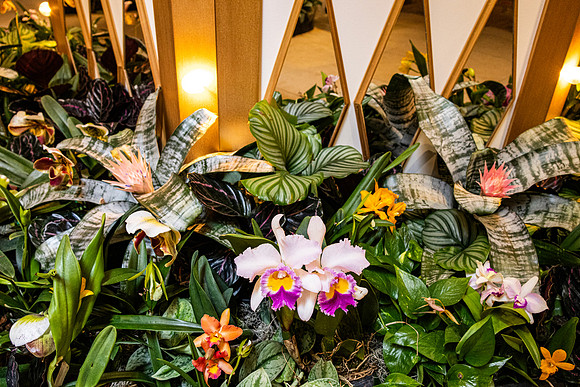 Spot Light Orchid