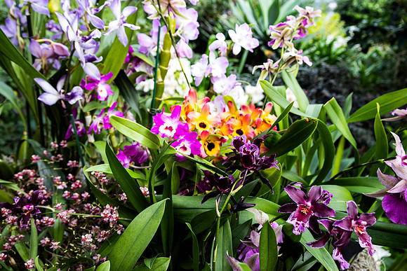 Orchid Bouquet Final