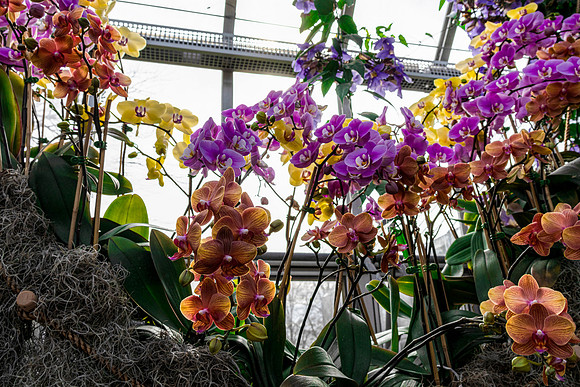 Bunch of Orchids 2