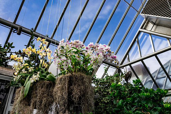Orchids in Sky