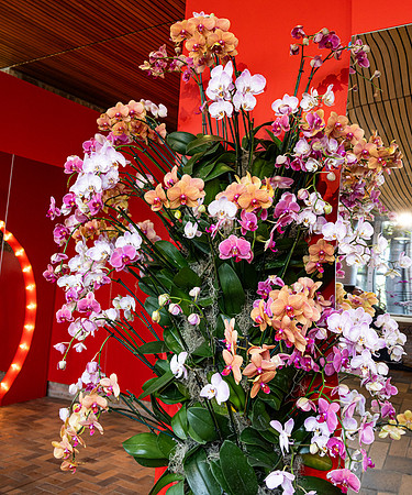 Orchids by Mirror