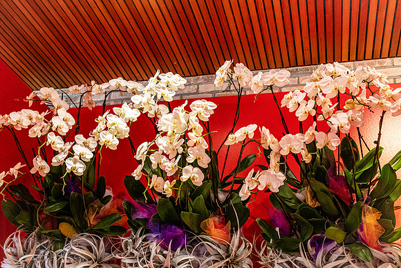 Orchids On Red Wall