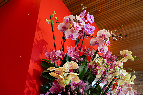 Orchids and Red Wall