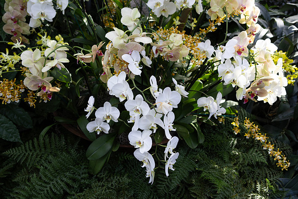 White Orchids in Greenery