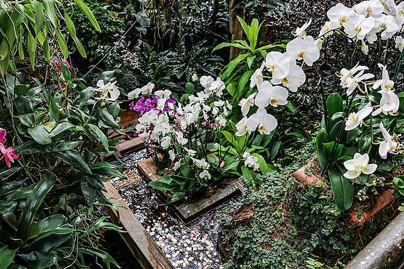Orchids and Coins