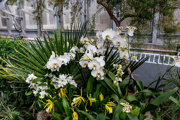 White Orchids by Space Heater