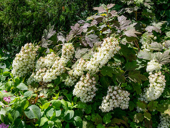 White Flowers 2