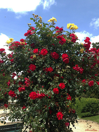 Red Roses Eiffel Tower Park