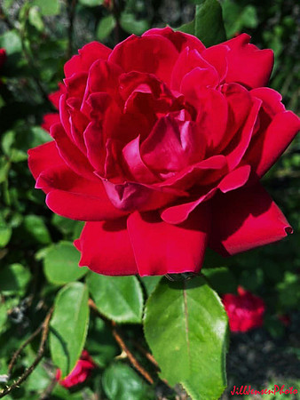 Red Rose Single