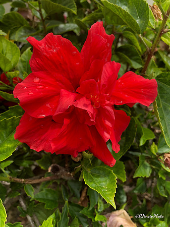 Red Flower with Dew Drops