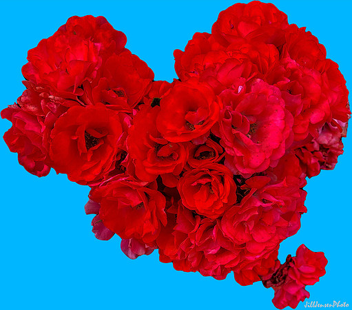 Red Rose Bouquet on Solid Sky Blue Background