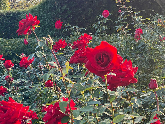 Rose Garden Chicago Botanic Garden