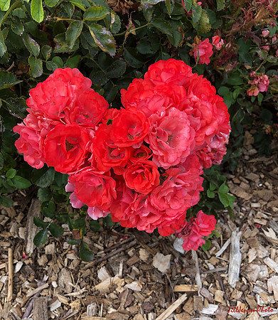 Heart Flower Bush