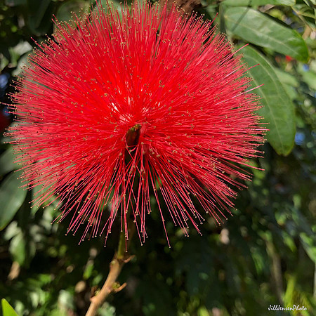 Red Sparkler Flower