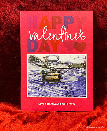 Drake The Duck Greeting Card