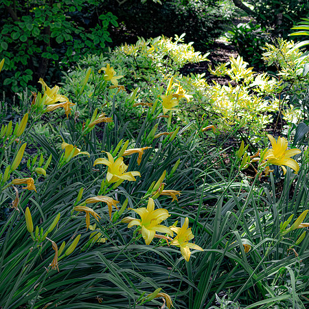 Daffodils 2