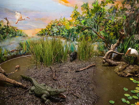 Alligator Diarama