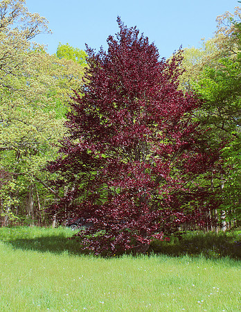 Red Maple