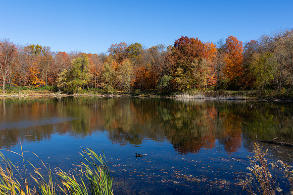 Pond with Duck