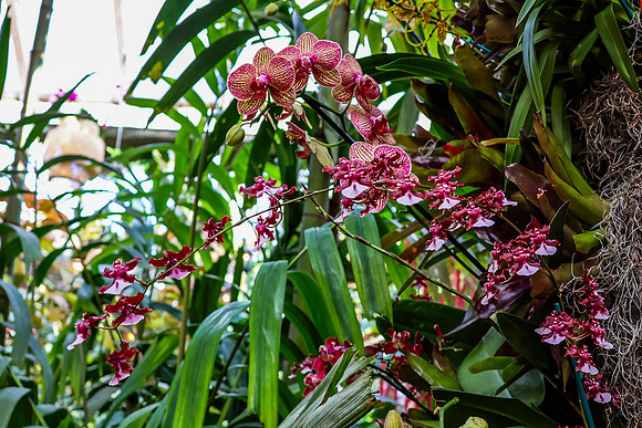 Pink Orchids Red Arch