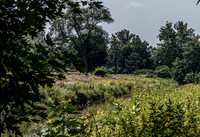Creek