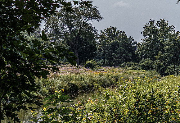 Creek