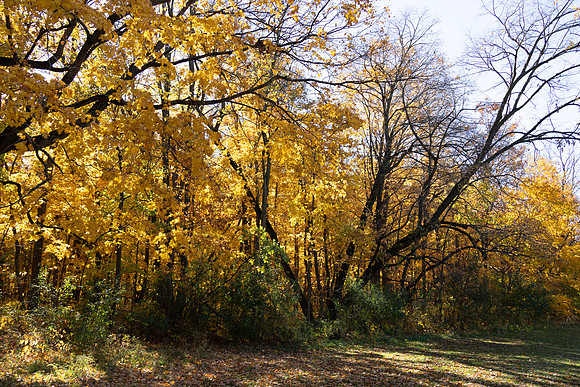 Gold Leaves Horizontal