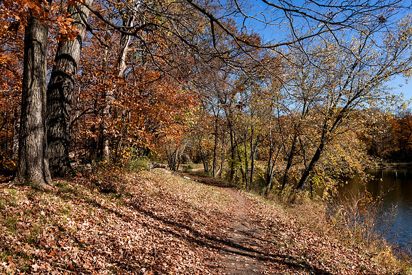 Path with Trees 3