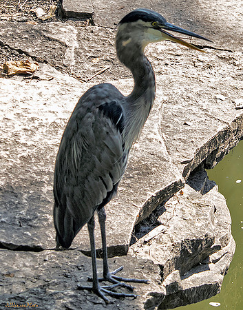 Blue Heron 5x7 w