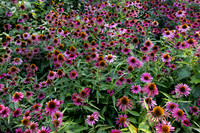 Purple Flowers