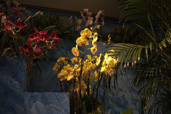 Yellow Rchids in Blue Room Dark