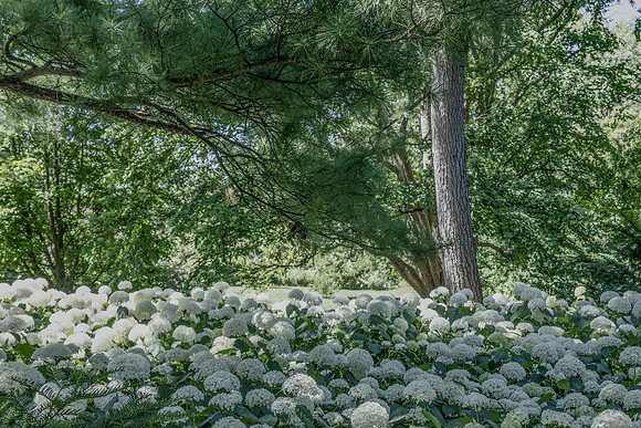 Snowball Flowers 3