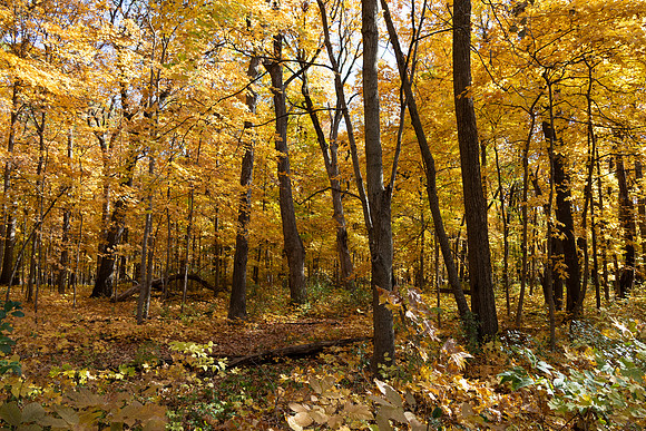 Orange Yellow Trees Horizontal