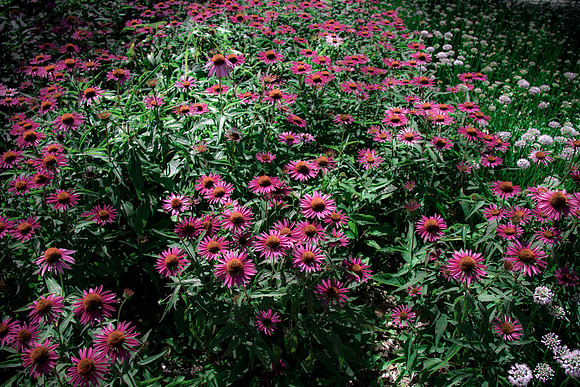 Purple Button Flowers