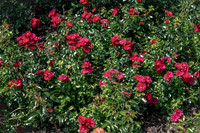 Red Roses 8x10
