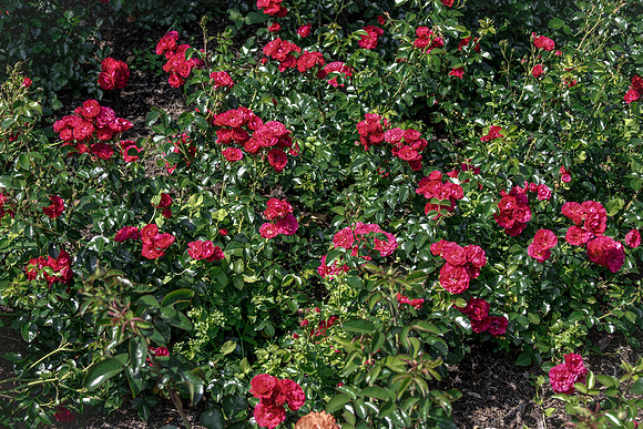 Red Roses 8x10