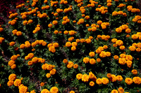 Marvel II Orange Marigolds2