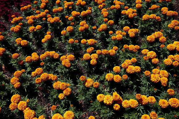 Marvel II Orange Marigolds2