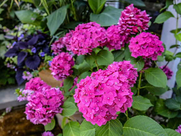 Pink Flowers 2a copy