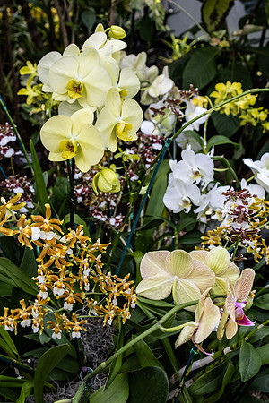 Yellow Orchids in Greenery 2 Vertical